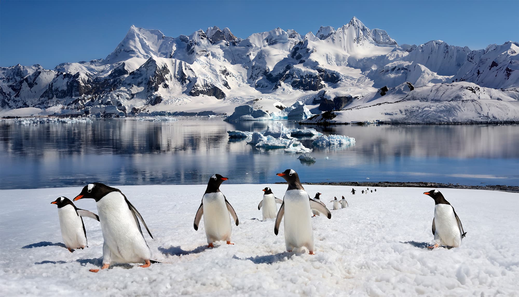 The White Continent