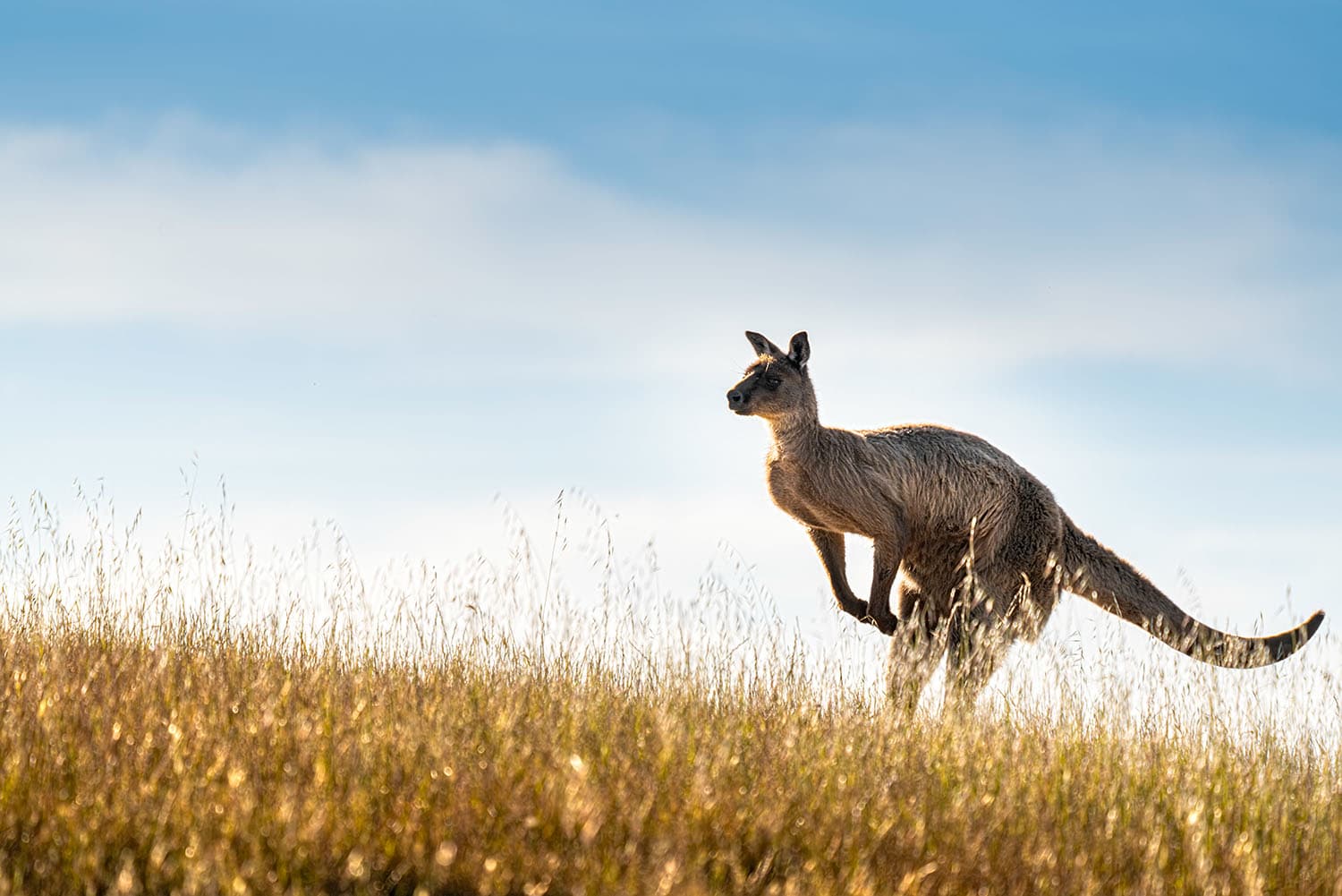 Exploring Australia and New Zealand aboard the Odyssey