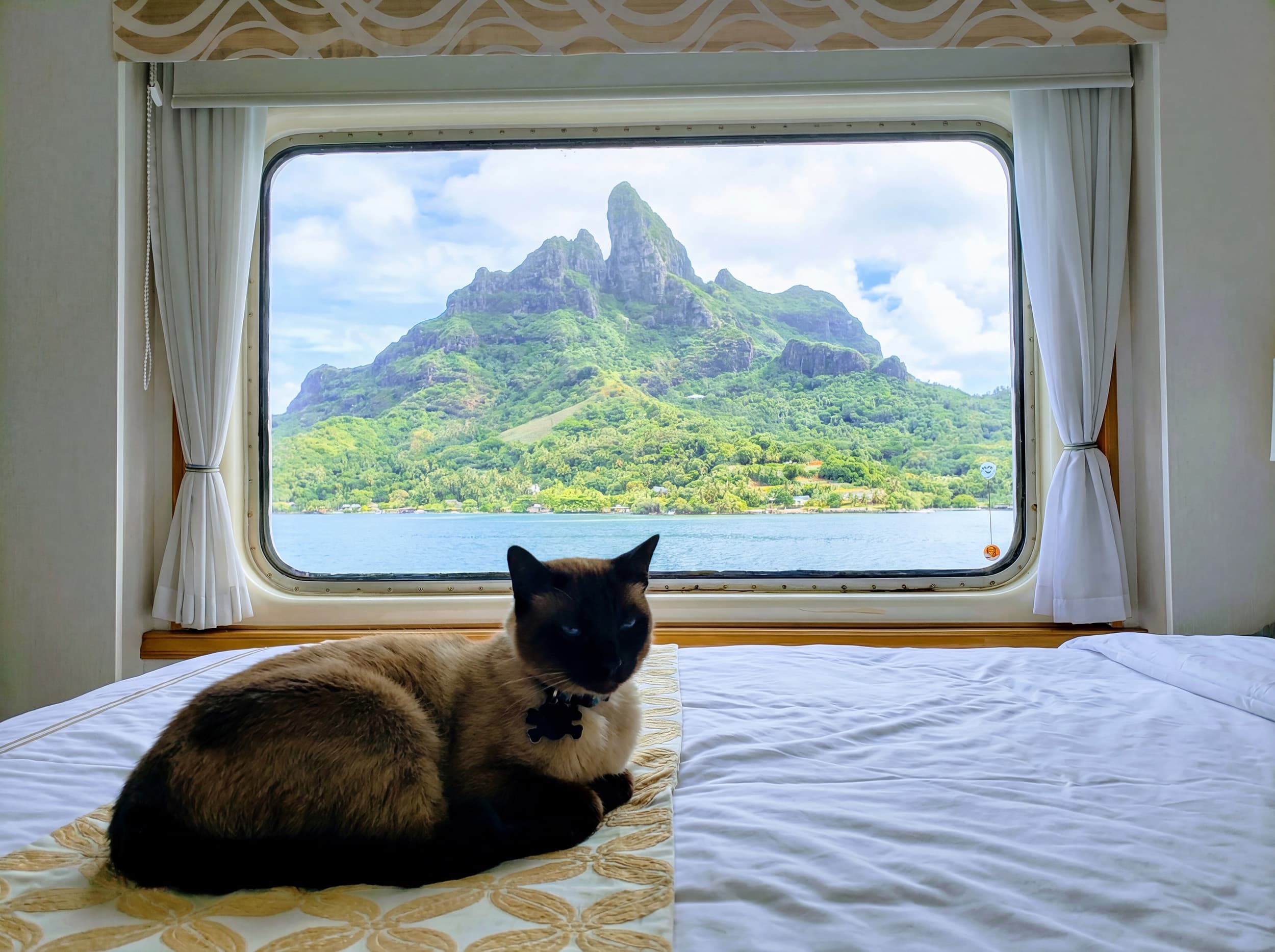 Captain Kitty aboard the Odyssey