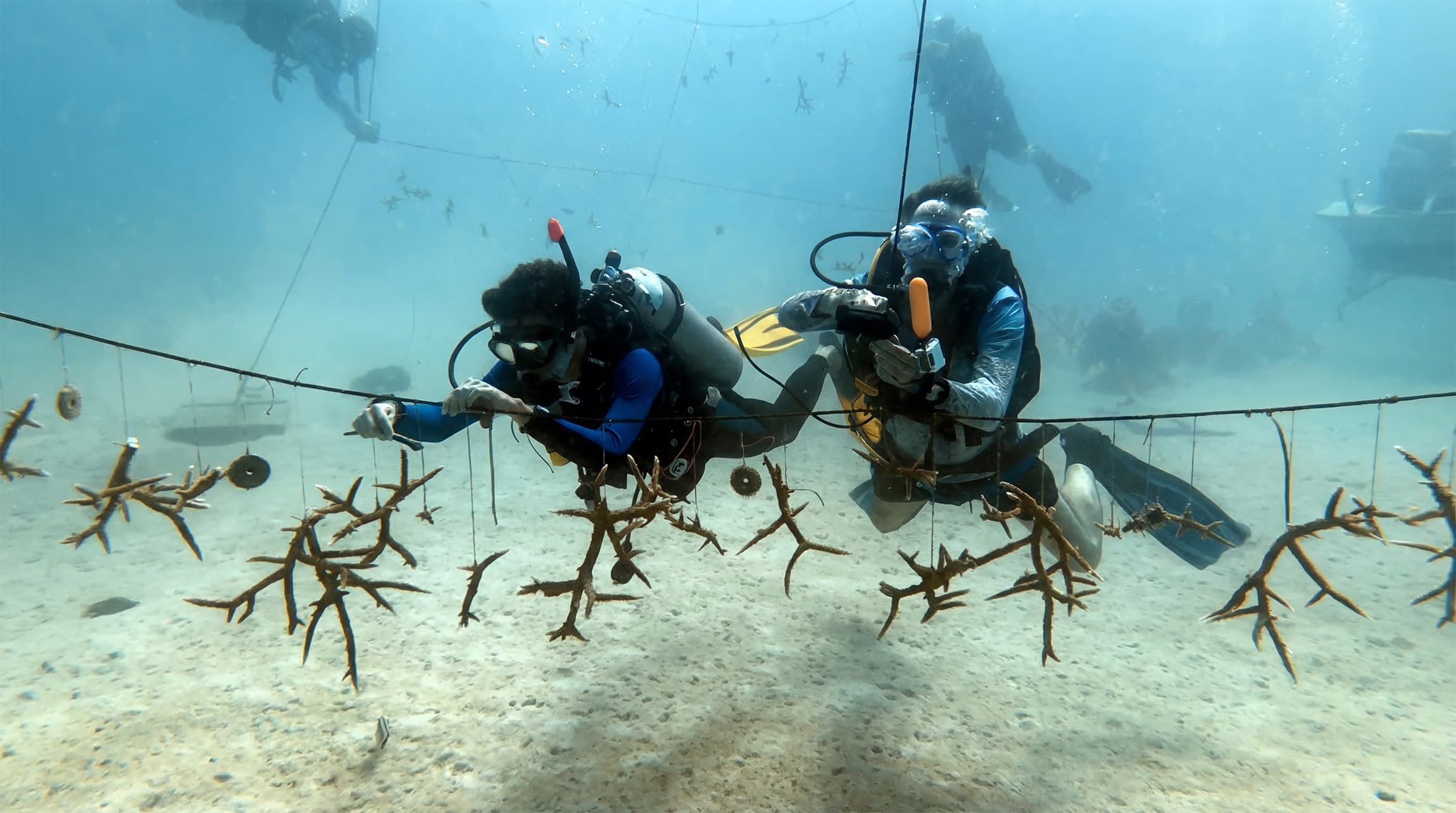Coral restoration, Dominican Republic