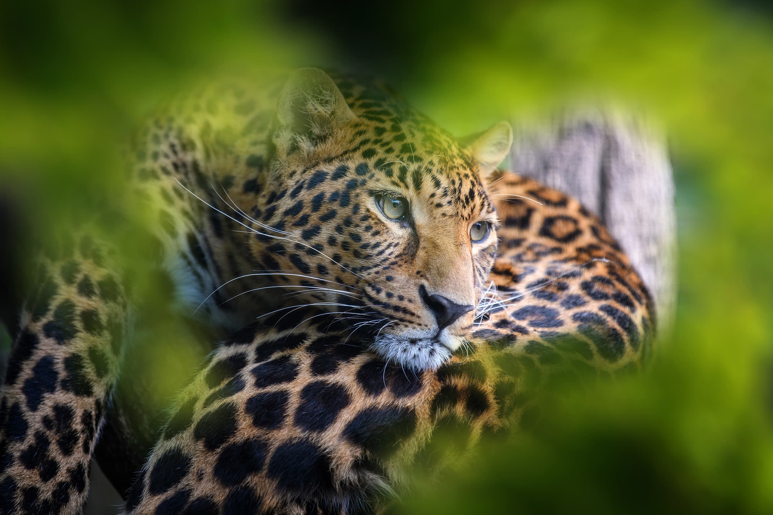 Leopard in the wild — the world awaits