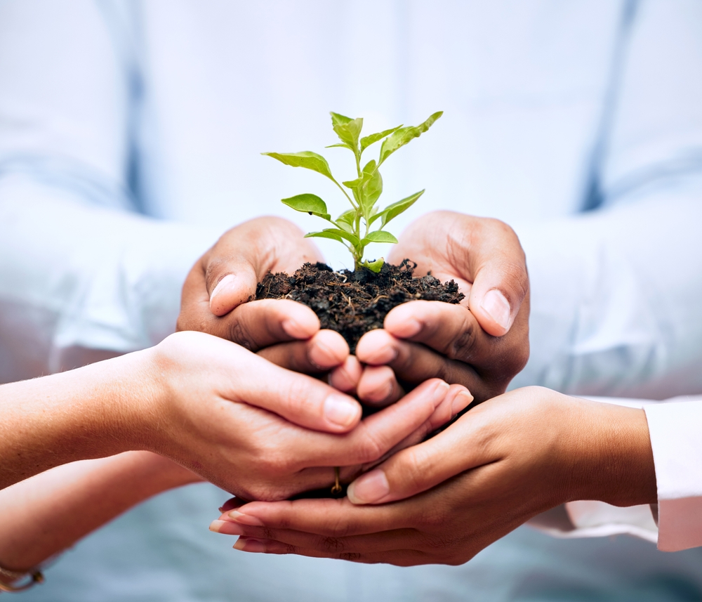 Hands cupped around a tree sapling